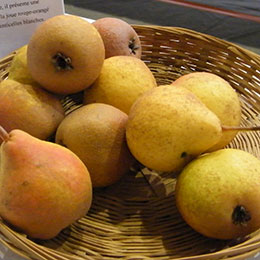 Common Pear, European Pear